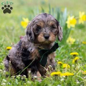 Gabriel, Cavapoo Puppy